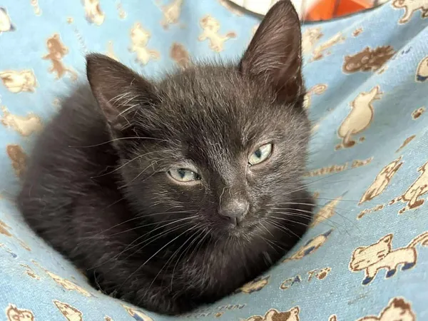 Kot do adopcji, Sosnowiec, 19 września 2025