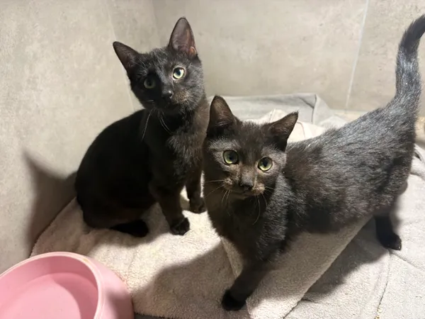 Kot do adopcji, Sosnowiec, 19 września 2025 (2/3)