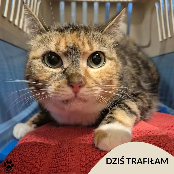 Znaleziono psa, Gdynia, 10 grudnia 2025