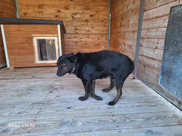 Pies do adopcji, Orzechowce, 15 grudnia 2025 (1/3)