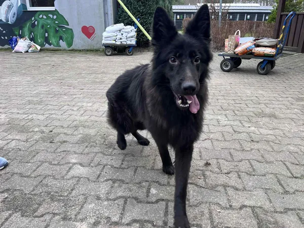 Pies do adopcji, Włocławek, 12 grudnia 2025 (1/2)