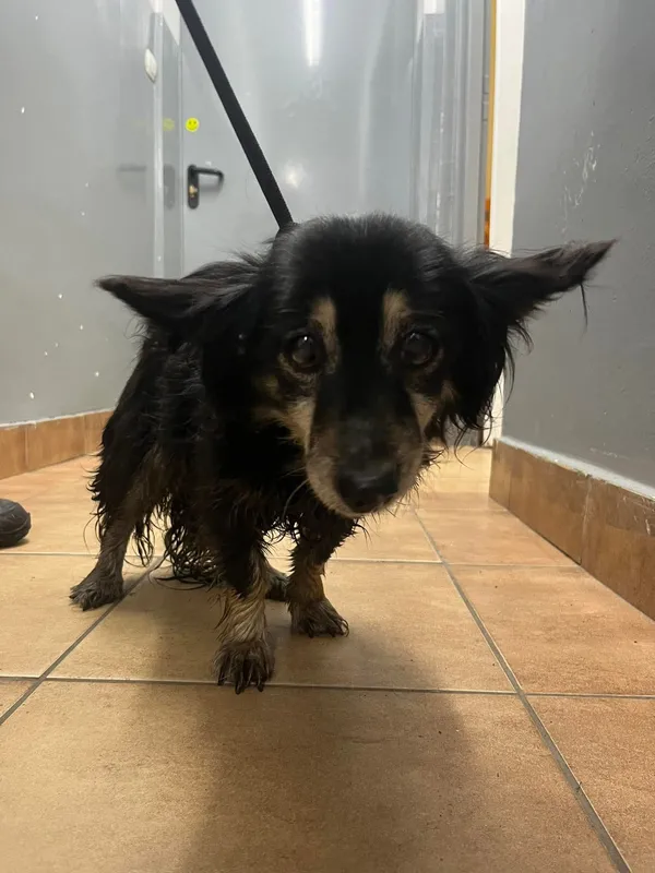 Znaleziono psa, Sosnowiec, 14 grudnia 2025