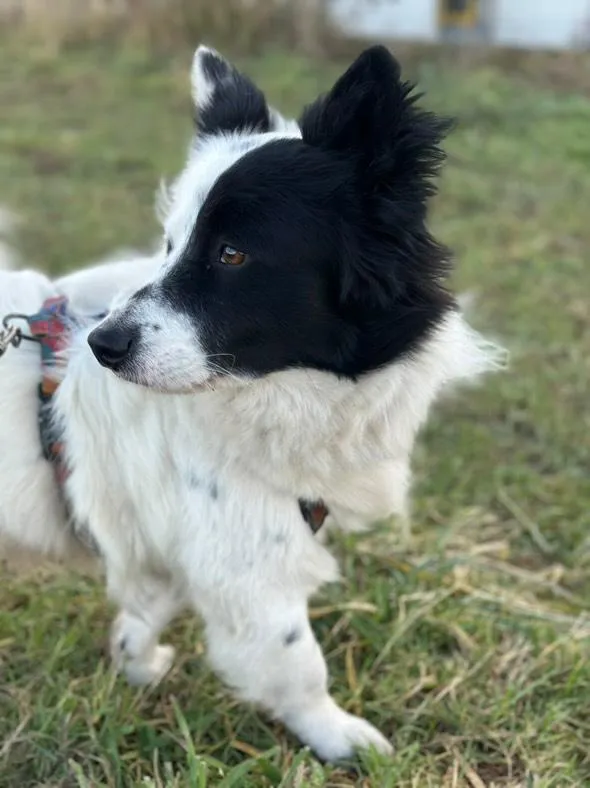 Pies do adopcji, Żywiec, 15 grudnia 2025 (1/5)