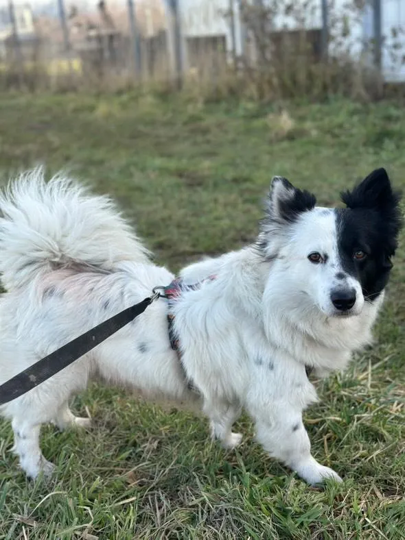 Pies do adopcji, Żywiec, 15 grudnia 2025 (4/5)