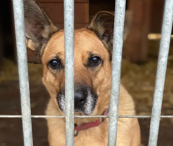 Pies do adopcji, Głowno, 15 grudnia 2025 (1/2)