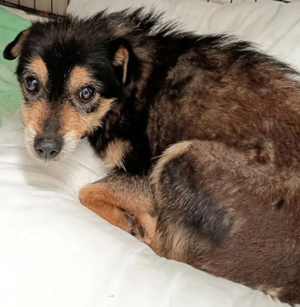 Znaleziono psa, Radom, 14 grudnia 2025