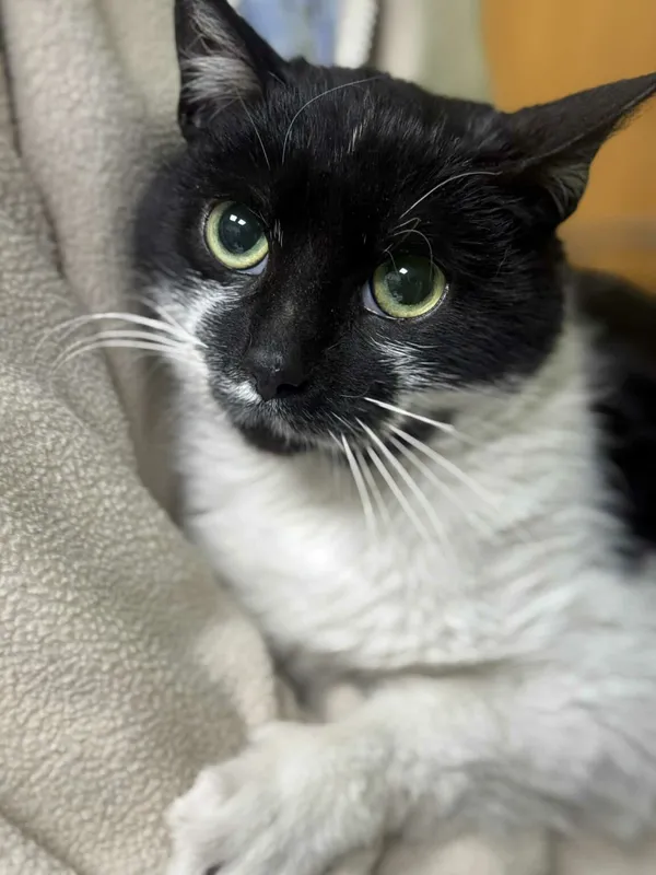 Kot do adopcji, Zgierz, 16 grudnia 2025 (1/2)