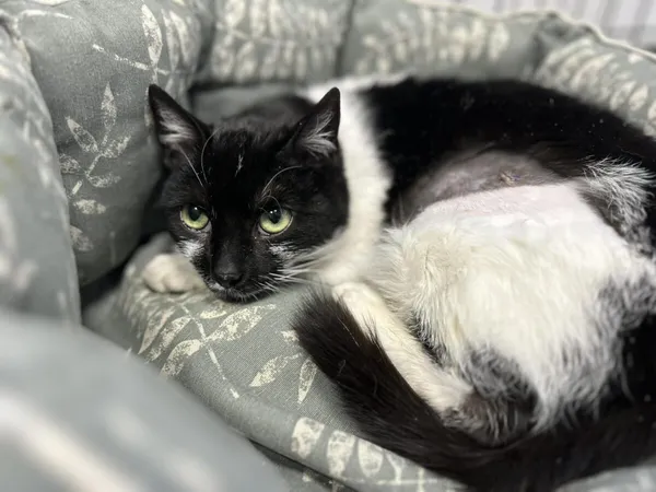 Kot do adopcji, Zgierz, 16 grudnia 2025 (1/5)