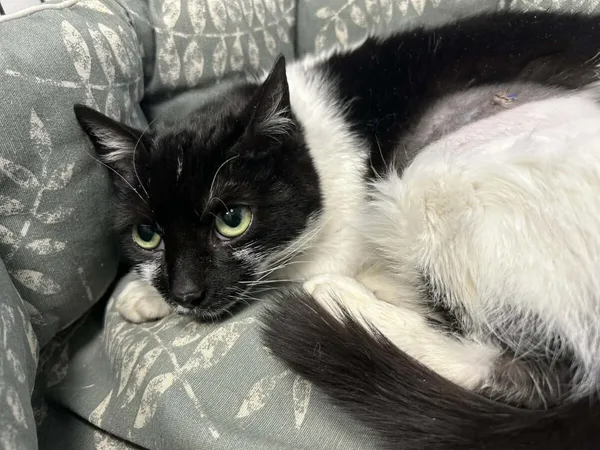 Kot do adopcji, Zgierz, 16 grudnia 2025 (5/5)