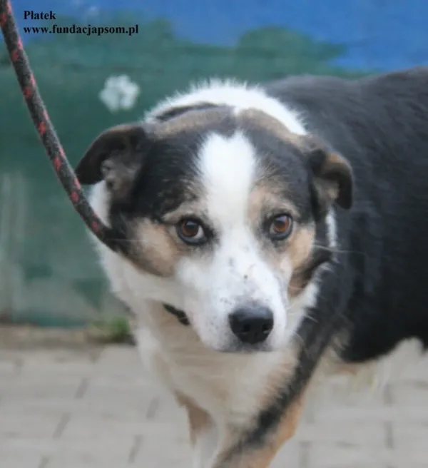 Pies do adopcji, Nowy Dwór Mazowiecki, 15 grudnia 2025 (1/5)