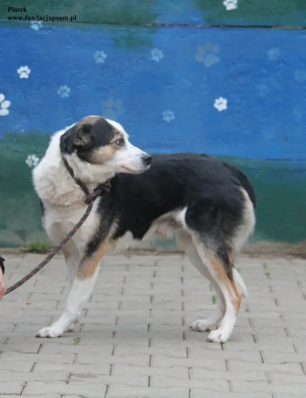 Pies do adopcji, Nowy Dwór Mazowiecki, 15 grudnia 2025 (4/5)