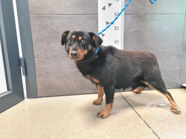 Znaleziono psa, Chełmek, 16 grudnia 2025