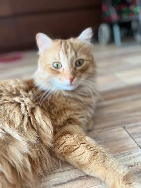 Zaginął kot, Łódź, 16 grudnia 2025