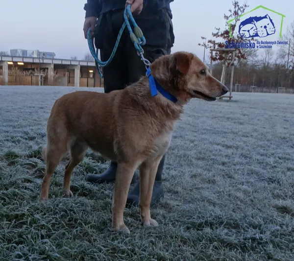 Znaleziono psa, Szczecin, 15 grudnia 2025