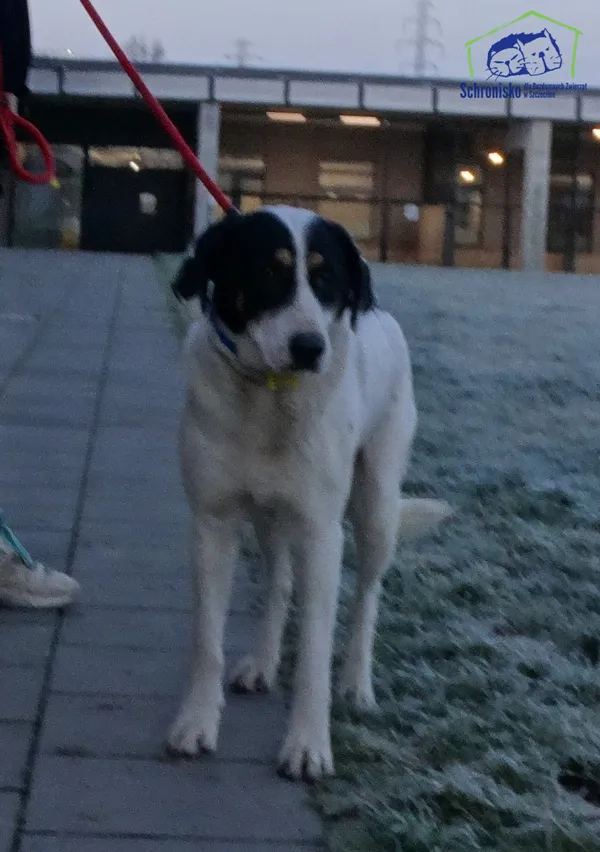 Znaleziono psa, Szczecin, 15 grudnia 2025 (2/2)