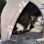 Znaleziono kota