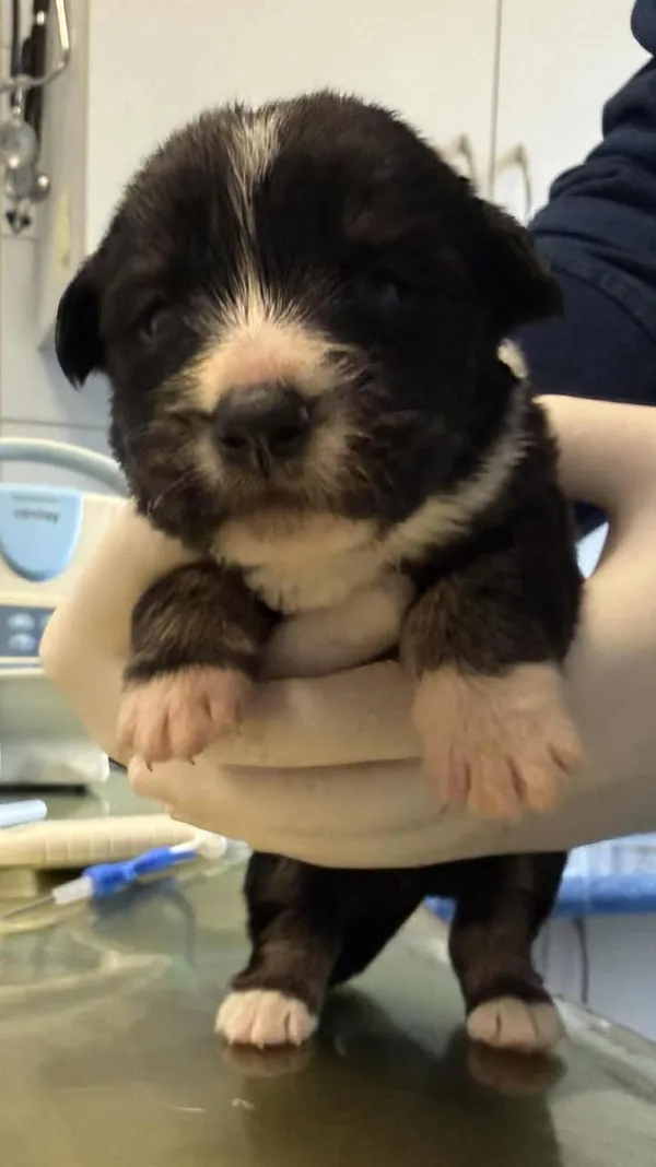 Znaleziono psa, Lublin, 15 grudnia 2025