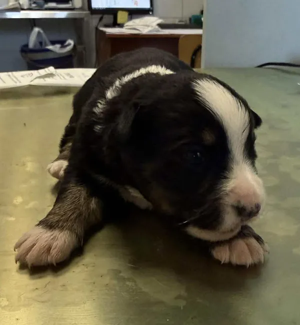 Znaleziono psa, Lublin, 15 grudnia 2025