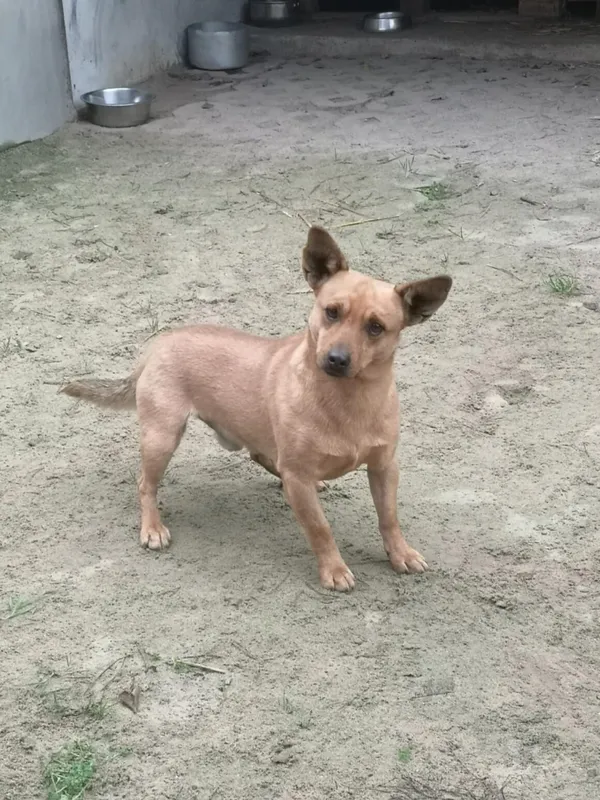 Pies do adopcji, Milanówek, 18 grudnia 2025 (1/4)