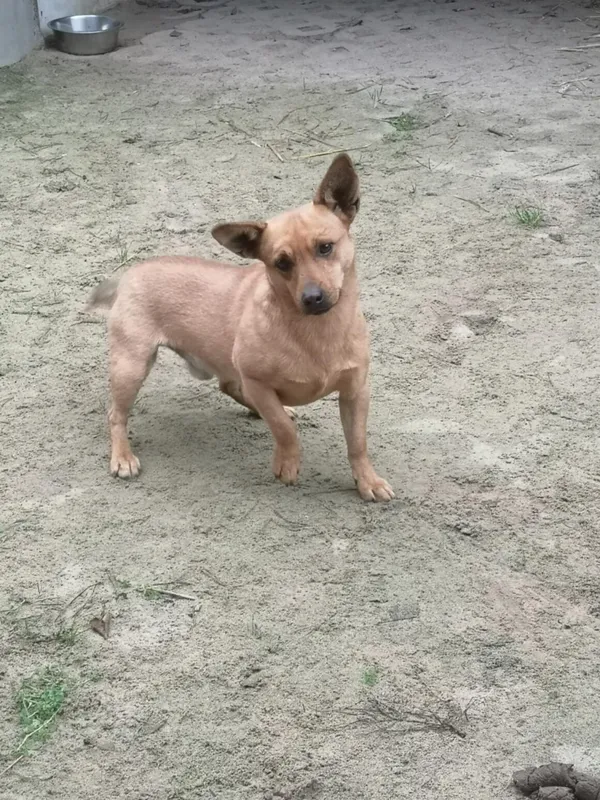 Pies do adopcji, Milanówek, 18 grudnia 2025 (2/4)