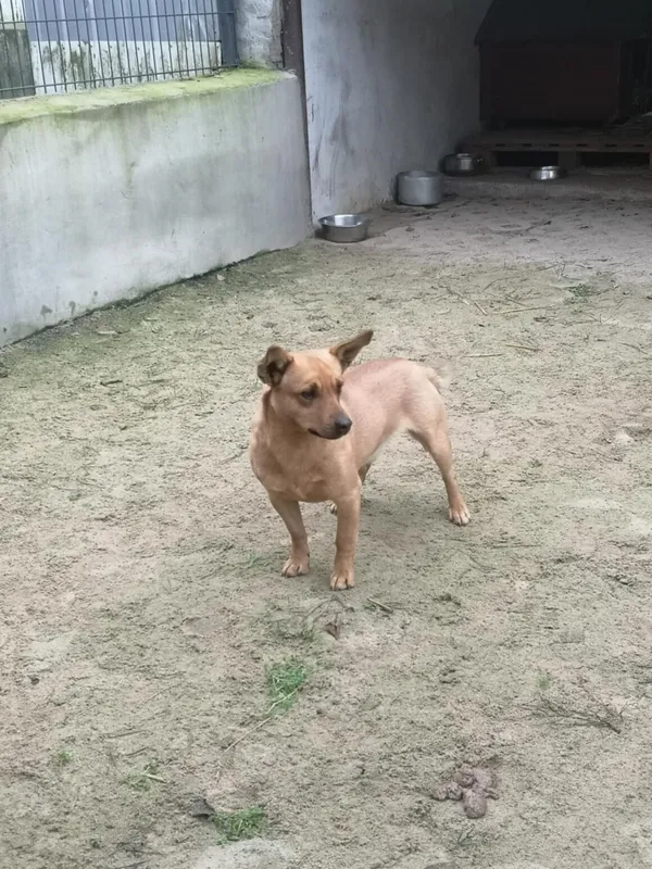 Pies do adopcji, Milanówek, 18 grudnia 2025 (3/4)