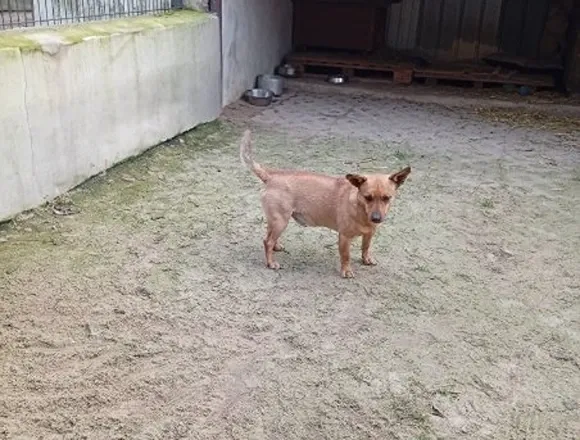 Pies do adopcji, Milanówek, 18 grudnia 2025 (4/4)