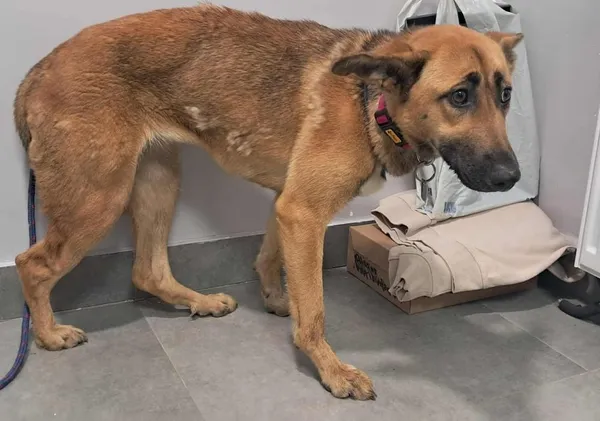 Znaleziono psa, Toruń, 15 grudnia 2025