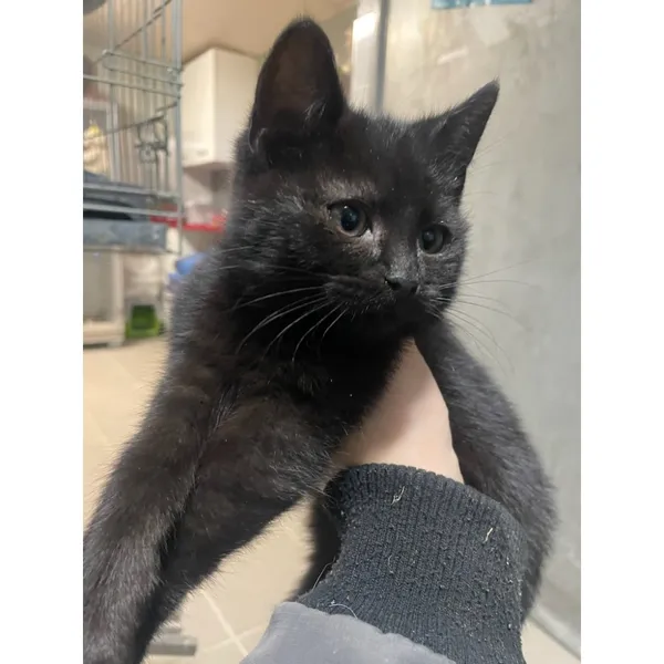 Znaleziono kota, Białystok, 15 grudnia 2025