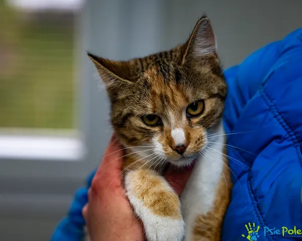 Kot do adopcji, Racławice, 15 grudnia 2025 (2/5)