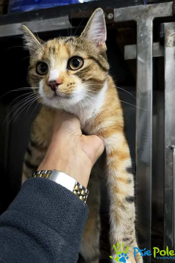 Kot do adopcji, Racławice, 15 grudnia 2025 (4/5)