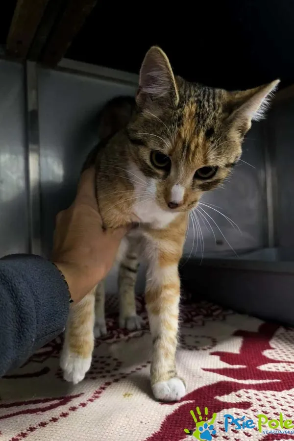 Kot do adopcji, Racławice, 15 grudnia 2025 (5/5)