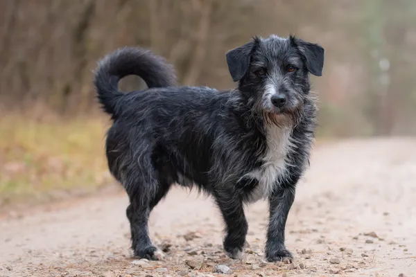 Pies do adopcji, Nowodwór, 14 grudnia 2025 (1/5)