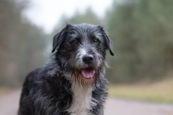 Pies do adopcji, Nowodwór, 14 grudnia 2025 (2/5)