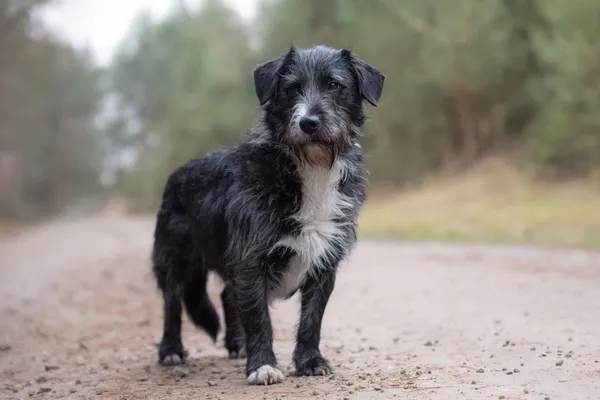 Pies do adopcji, Nowodwór, 14 grudnia 2025 (3/5)