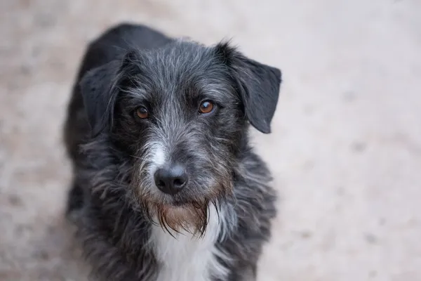 Pies do adopcji, Nowodwór, 14 grudnia 2025 (5/5)