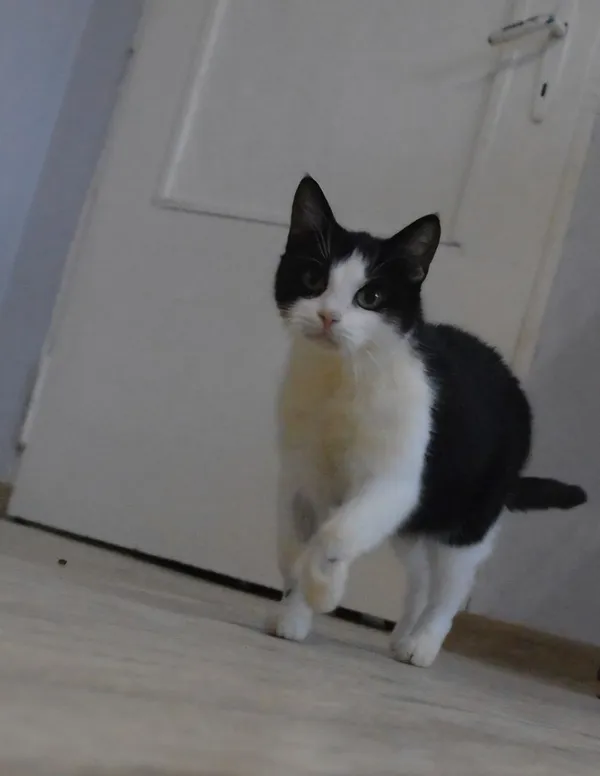 Kot do adopcji, Oborniki, 15 października 2025 (4/5)