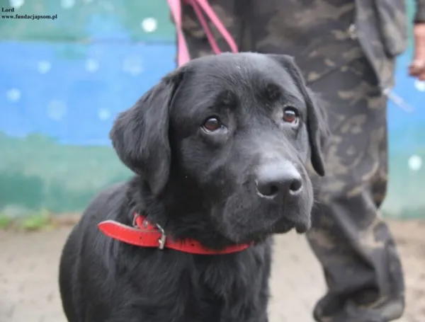 Pies do adopcji, Nowy Dwór Mazowiecki, 17 grudnia 2025 (1/5)