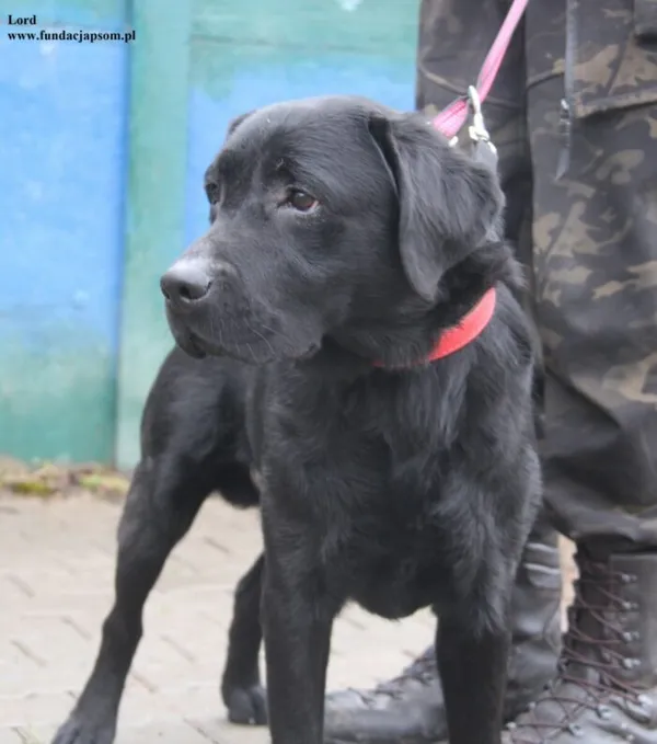 Pies do adopcji, Nowy Dwór Mazowiecki, 17 grudnia 2025 (2/5)