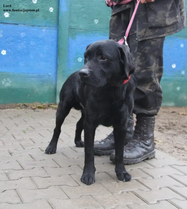 Pies do adopcji, Nowy Dwór Mazowiecki, 17 grudnia 2025 (3/5)