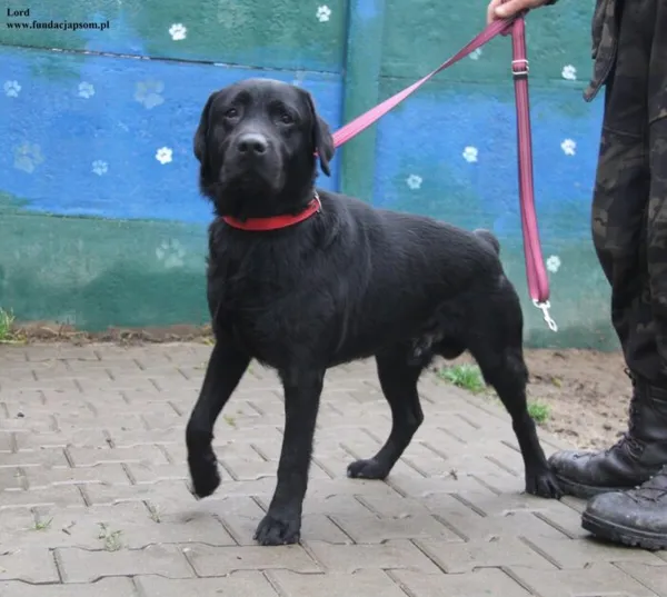 Pies do adopcji, Nowy Dwór Mazowiecki, 17 grudnia 2025 (4/5)