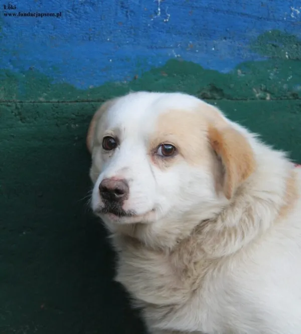 Pies do adopcji, Nowy Dwór Mazowiecki, 17 grudnia 2025 (1/5)