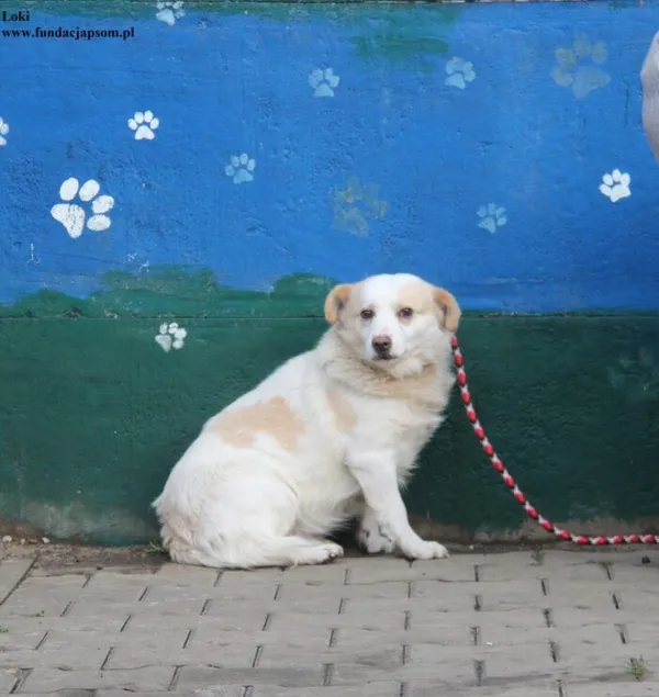 Pies do adopcji, Nowy Dwór Mazowiecki, 17 grudnia 2025 (4/5)