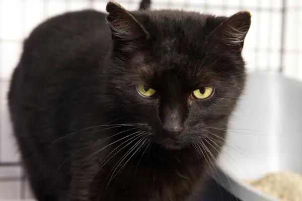 Znaleziono kota, Sosnowiec, 16 grudnia 2025 (1/2)