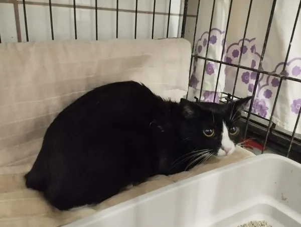 Znaleziono kota, Sosnowiec, 12 grudnia 2025