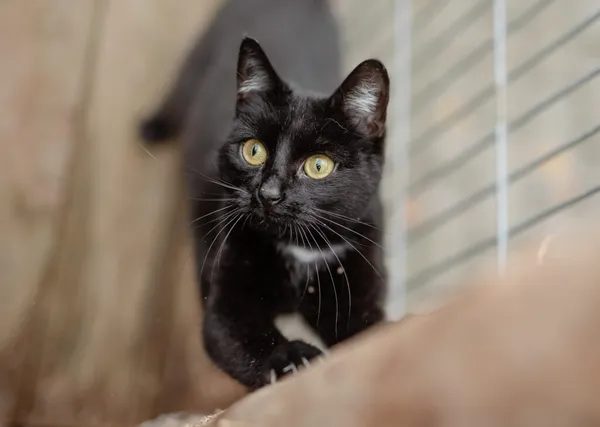 Kot do adopcji, Częstochowa, 1 czerwca 2025 (1/5)