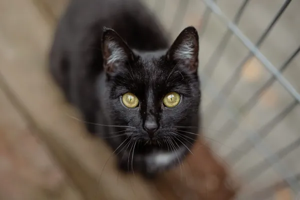 Kot do adopcji, Częstochowa, 1 czerwca 2025 (2/5)