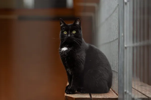 Kot do adopcji, Częstochowa, 1 czerwca 2025 (3/5)