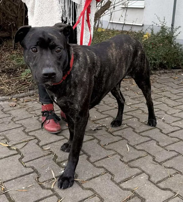 Znaleziono psa, Lublin, 16 grudnia 2025