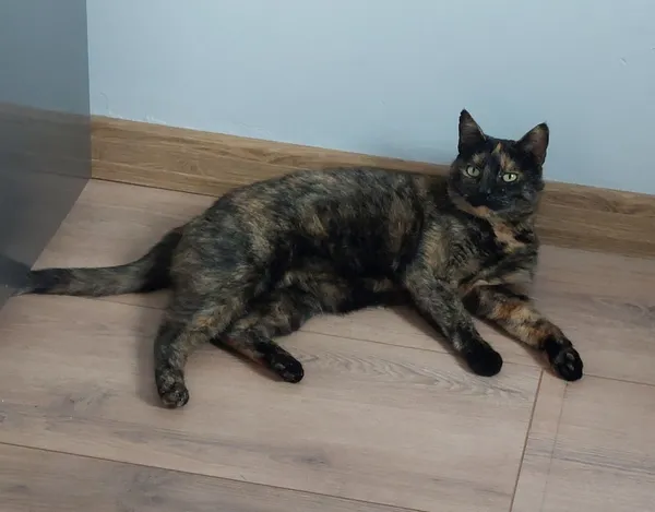 Zaginął kot, Łódź, 17 grudnia 2025