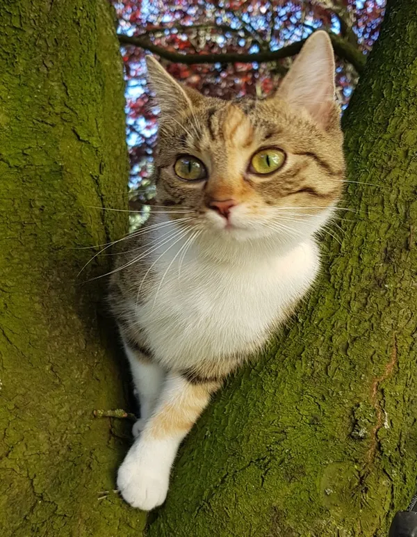 Zaginął kot, Łódź, 17 grudnia 2025